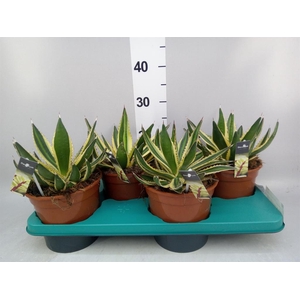 Agave   ...