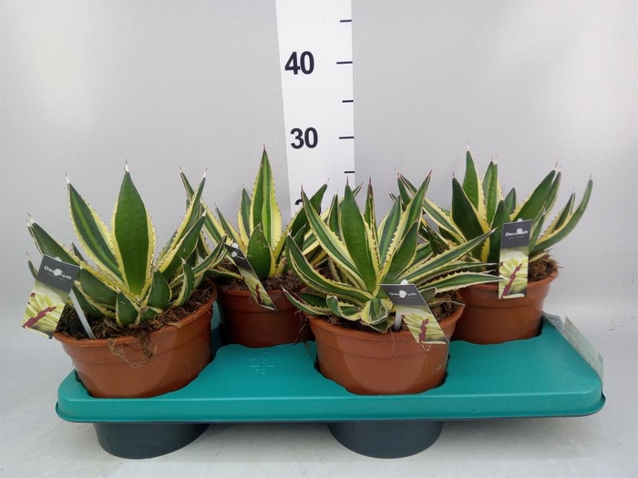 <h4>Agave   ...</h4>