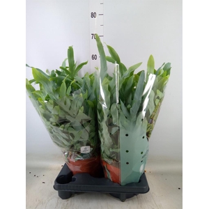 Phlebodium aureum 'Blue Star'