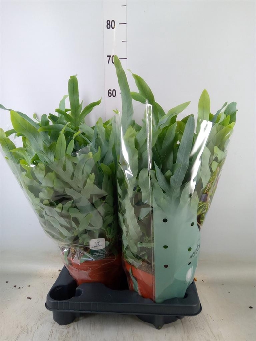 <h4>Phlebodium aureum 'Blue Star'</h4>