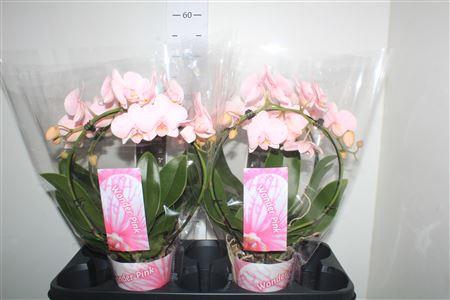 <h4>Phal ** Paint ** Boog Pink 2 Branches 18+</h4>