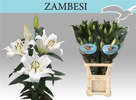 <h4>Li Ot Zambesi</h4>