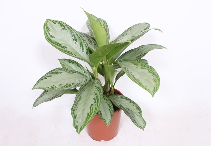 <h4>Aglaonema Silver Bay</h4>