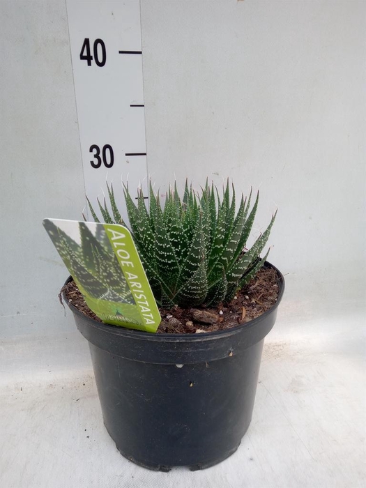 <h4>Aloe ...mix</h4>