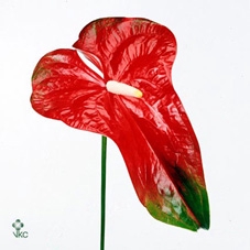 CYMB MI P11 Leekade X15