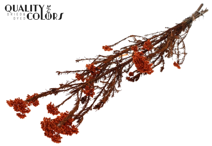 Rice Flower Preserved per bunch Orange