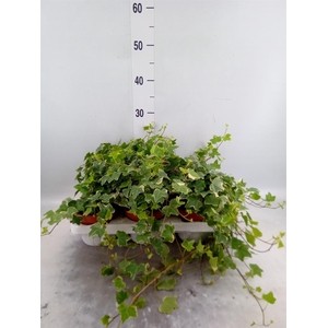 Hedera helix 'Eva'