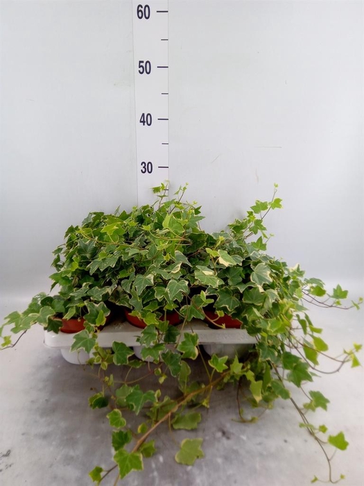 <h4>Hedera helix 'Eva'</h4>