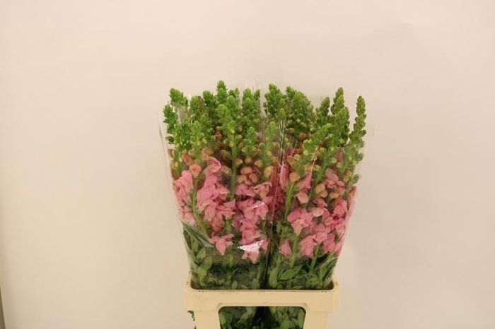 <h4>ANTIR POTO PINK</h4>