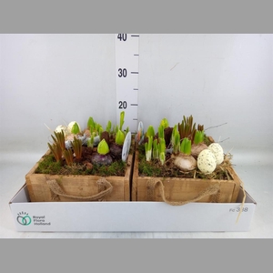 Arr.   Bol/Knolgewas L%