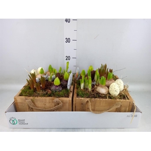 Arr.   Bol/Knolgewas L%