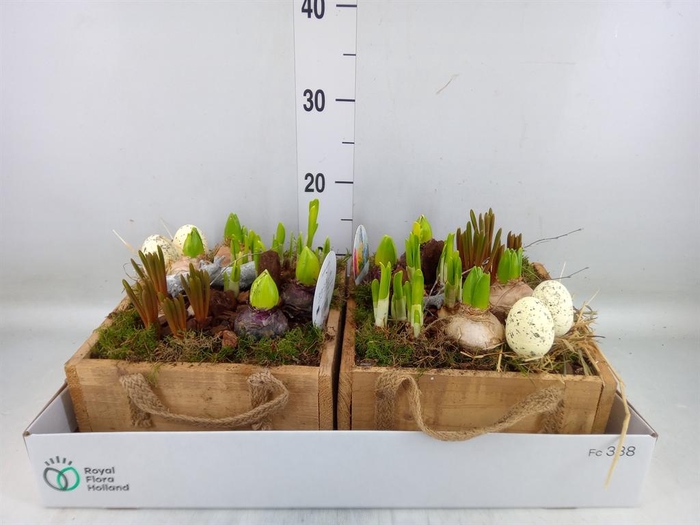 <h4>Arr.   Bol/Knolgewas L%</h4>