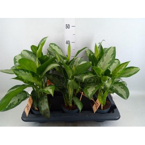 Aglaonema 'Jubilee'