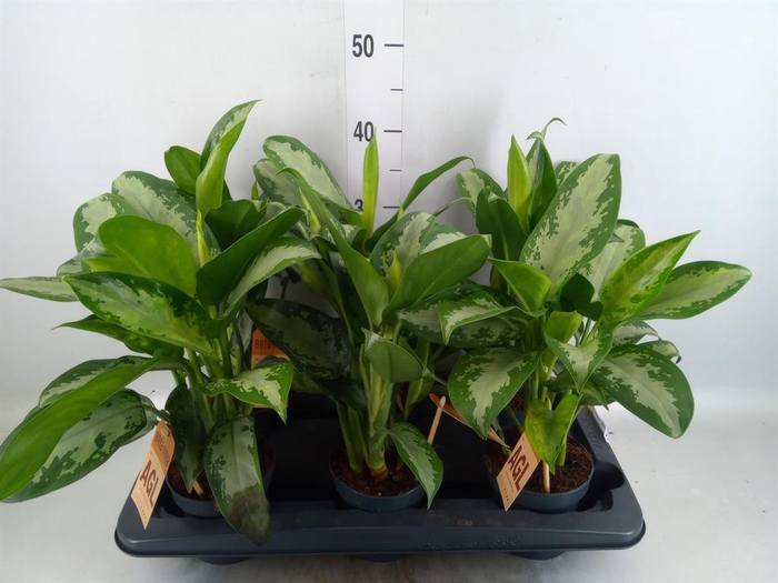 <h4>Aglaonema  'Jubilee'</h4>