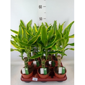 Dracaena frag. 'Golden Coast'