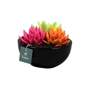 keramiek moonschaal met geverfde succulenten