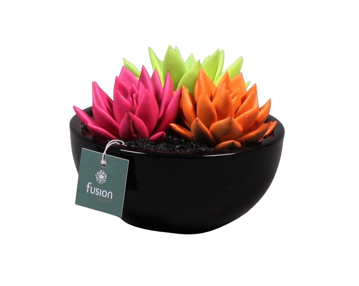 <h4>keramiek moonschaal met geverfde succulenten</h4>