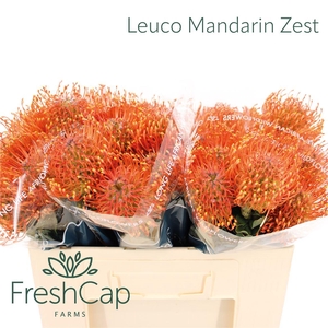 Leuco Ayoba Mandarin Zest