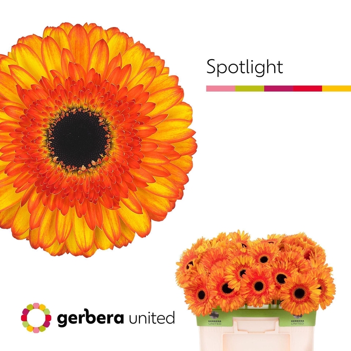 <h4>GERBERA SPOTLIGHT GE GR SPOTLIGHT</h4>