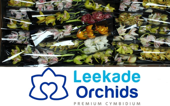 <h4>CYMB MI GEM</h4>