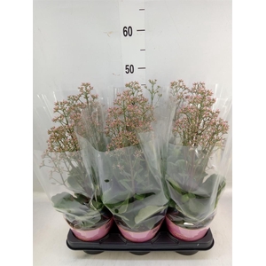 Kalanchoe  'WildFlow Surp Canyon'