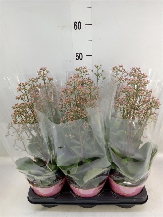 <h4>Kalanchoe  'WildFlow Surp Canyon'</h4>