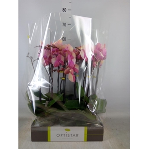 Phalaenopsis   ...rose