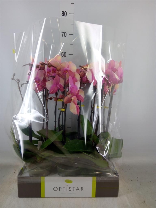 <h4>Phalaenopsis   ...rose</h4>