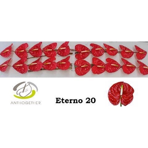 Anthurium Eterno