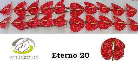 <h4>Anthurium Eterno</h4>