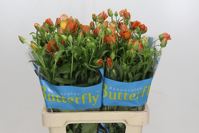 Ranunculus Butterfly Minoan