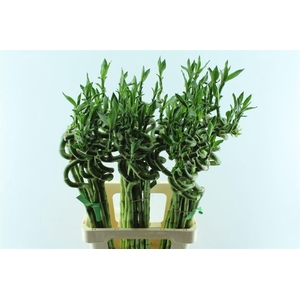 Drac S Lucky Bamboo 60cm