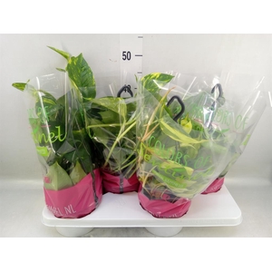 Epipremnum pinn.   HG  ...mix