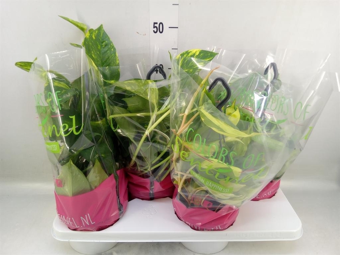 <h4>Epipremnum pinn.   HG  ...mix</h4>