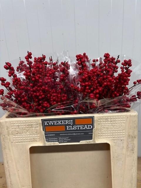 <h4>ILEX VE RODE BES</h4>