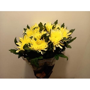 CHR G TOPSPIN YELLOW