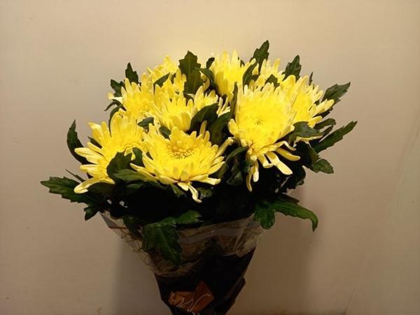 <h4>CHR G TOPSPIN YELLOW</h4>