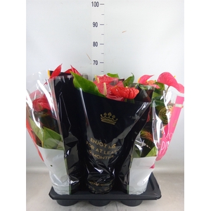 Anthurium   ...mix
