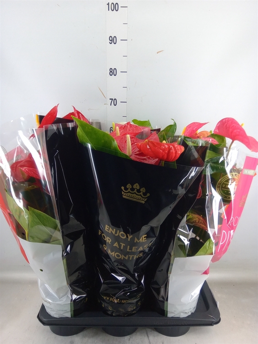 <h4>Anthurium   ...mix</h4>