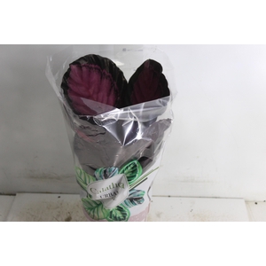 CALATHEA ROSEA PICTA CRIMSON P17