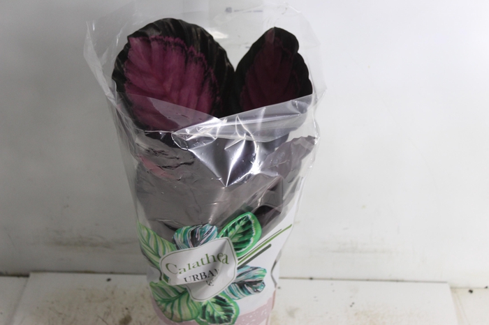 <h4>CALATHEA ROSEA PICTA CRIMSON P17</h4>