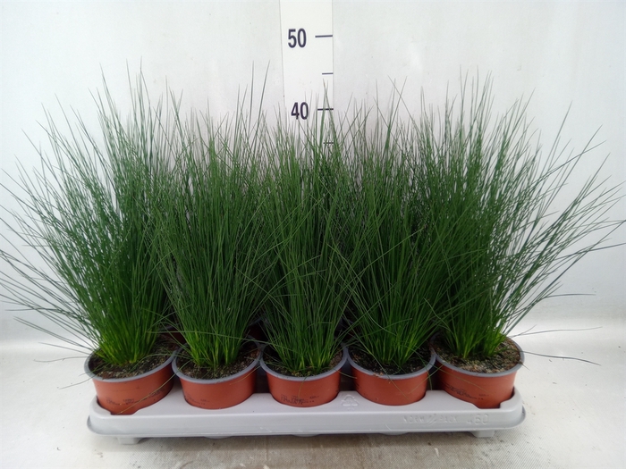 <h4>Juncus  'Pencil Grass'</h4>