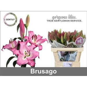 Li Ot Brusago