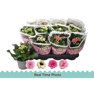 KAL GE GEM TWEEKL BL