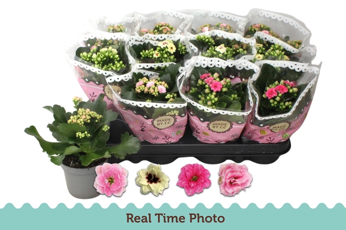 <h4>KAL GE GEM TWEEKL BL</h4>