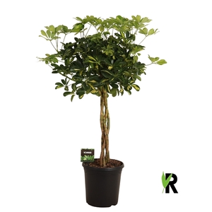 Schefflera arb. Gold Capella gevlochten stam