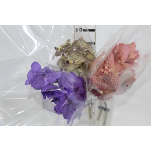 FLOR DE VANDA VARIADO