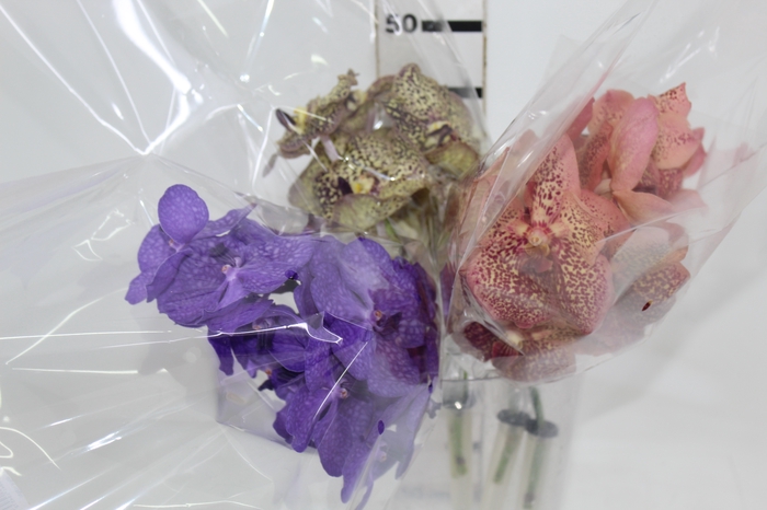 <h4>FLOR DE VANDA VARIADO</h4>