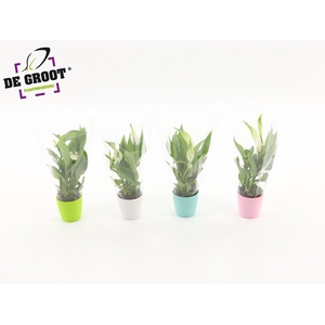 Spathiphyllum Alana in kunststofoverpotje