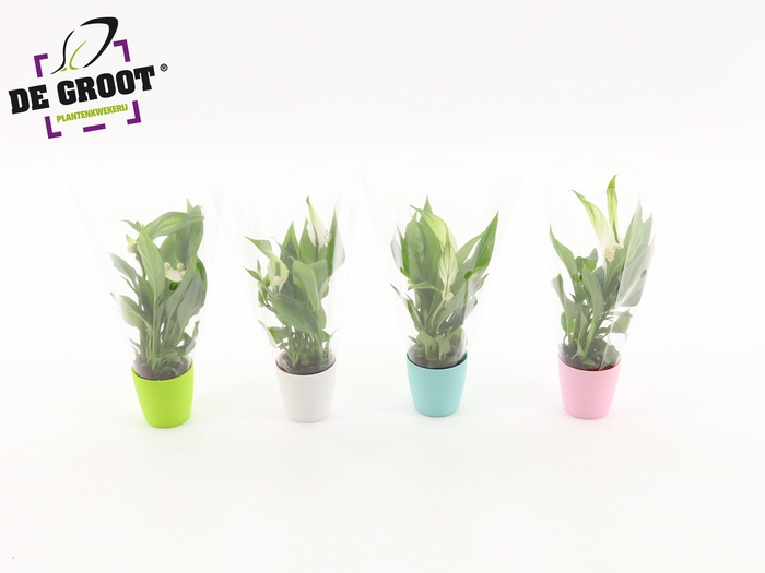 <h4>Spathiphyllum Alana in kunststofoverpotje</h4>